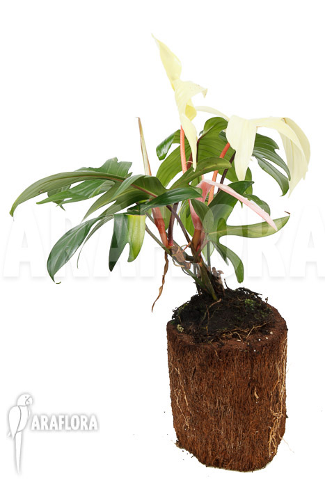 Philodendron Florida Ghost &lsquo;L&rsquo;