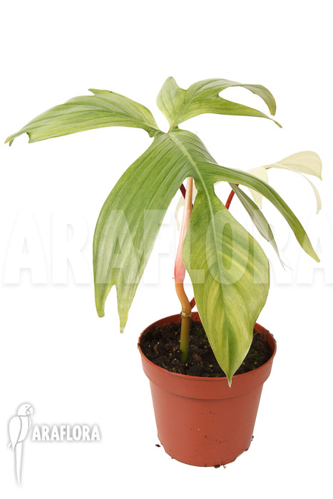 Philodendron Florida Ghost &lsquo;M&rsquo;