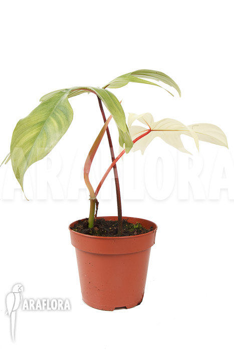 Philodendron Florida Ghost &lsquo;M&rsquo;
