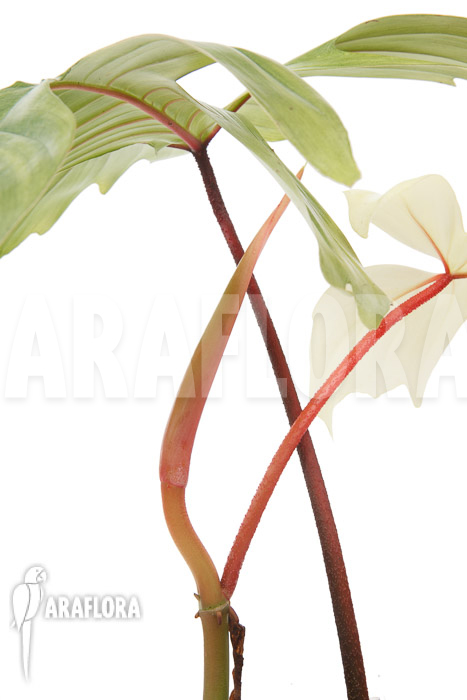 Philodendron Florida Ghost &lsquo;M&rsquo;