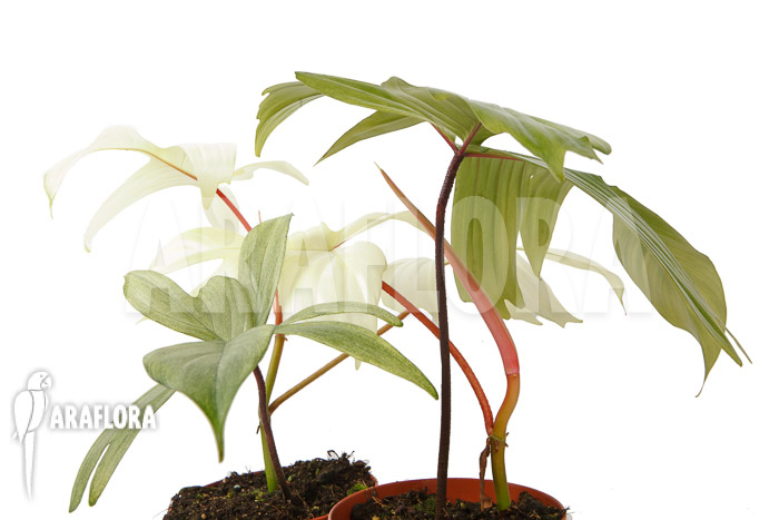 Philodendron Florida Ghost &lsquo;M&rsquo;