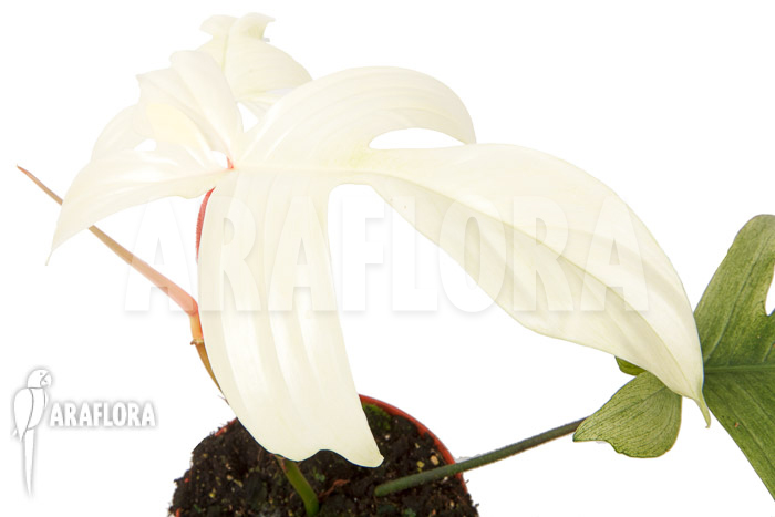 Philodendron Florida Ghost &lsquo;M&rsquo;