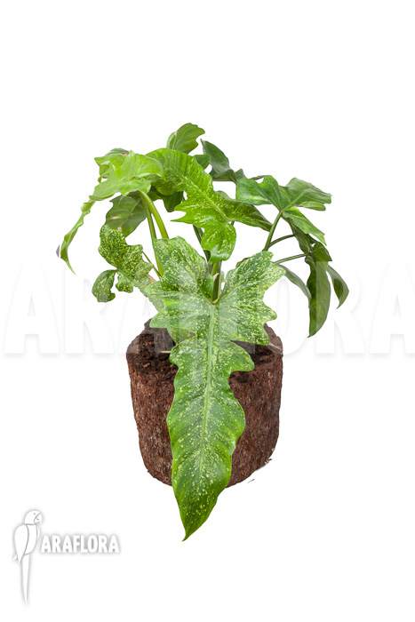 Philodendron &lsquo;Golden Dragon&rsquo;