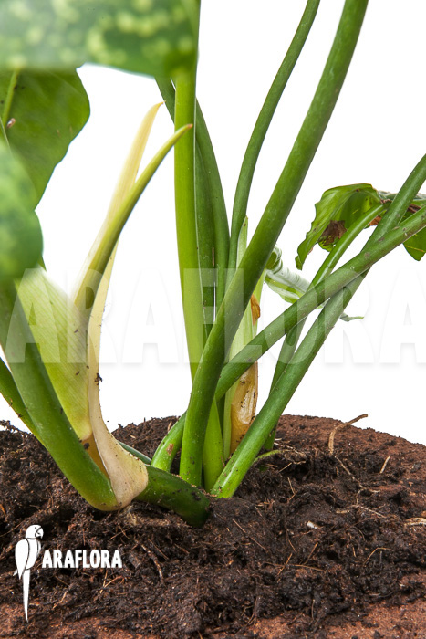 Philodendron &lsquo;Golden Dragon&rsquo;