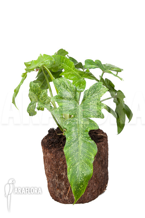 Philodendron &lsquo;Golden Dragon&rsquo;