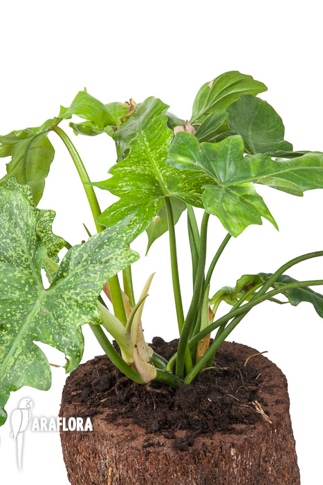 Philodendron &lsquo;Golden Dragon&rsquo;