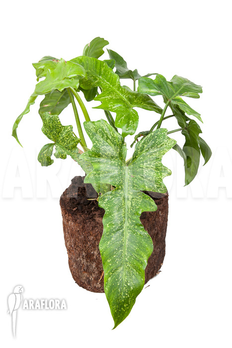 Philodendron &lsquo;Golden Dragon&rsquo;