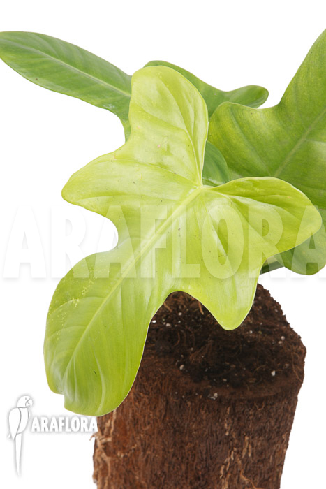Philodendron &lsquo;Green violin&rsquo;