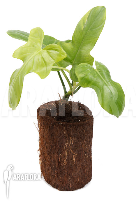 Philodendron &lsquo;Green violin&rsquo;