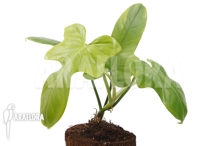 Philodendron &lsquo;Green violin&rsquo;