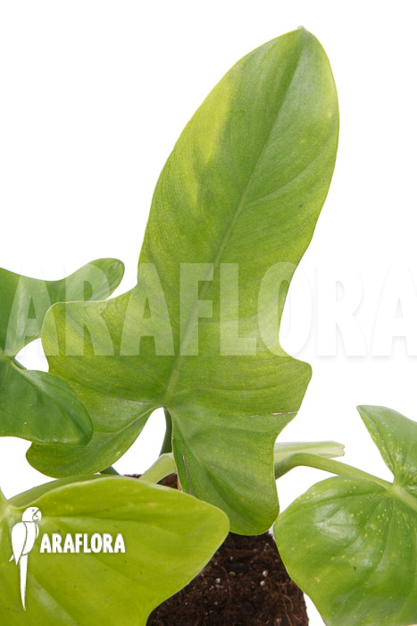 Philodendron &lsquo;Green violin&rsquo;