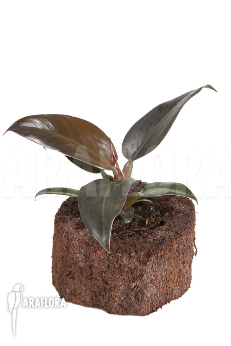 Philodendron &lsquo;Imperial Red&rsquo;