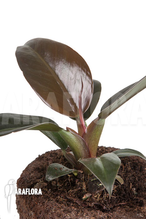 Philodendron &lsquo;Imperial Red&rsquo;