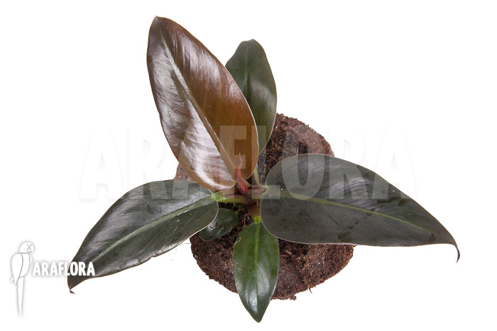 Philodendron &lsquo;Imperial Red&rsquo;