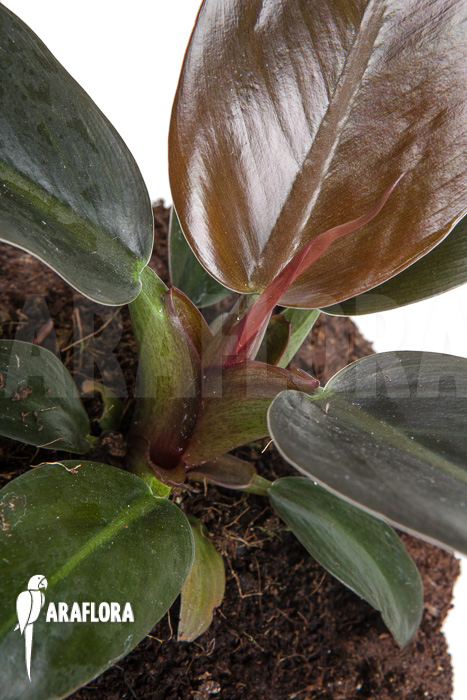 Philodendron &lsquo;Imperial Red&rsquo;