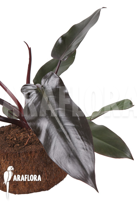 Philodendron &lsquo;Lisa&rsquo;