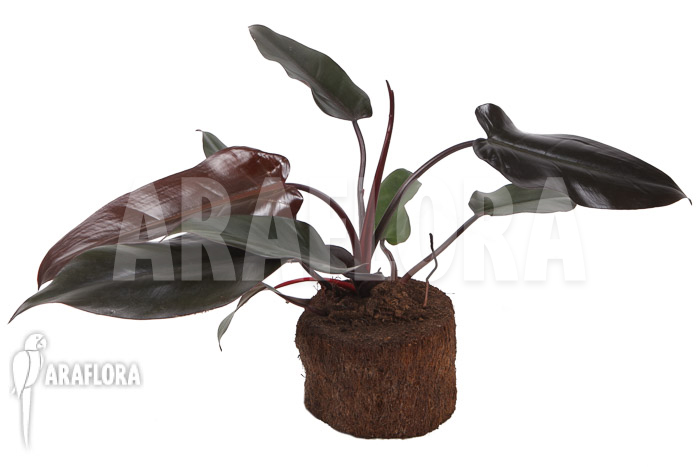 Philodendron &lsquo;Red Heart&rsquo;