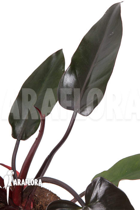 Philodendron &lsquo;Red Heart&rsquo;