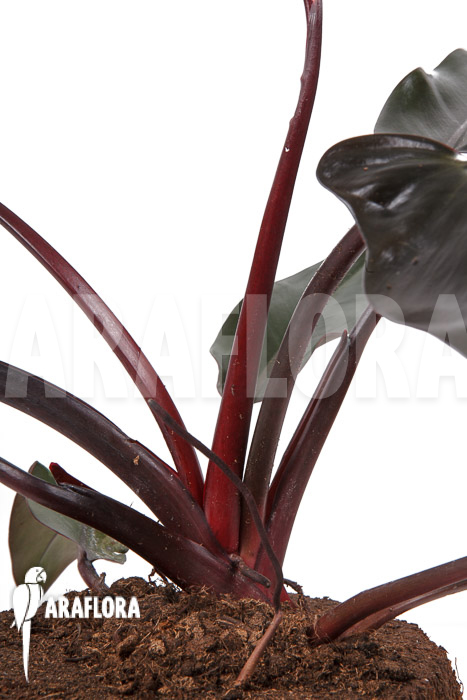 Philodendron &lsquo;Red Heart&rsquo;