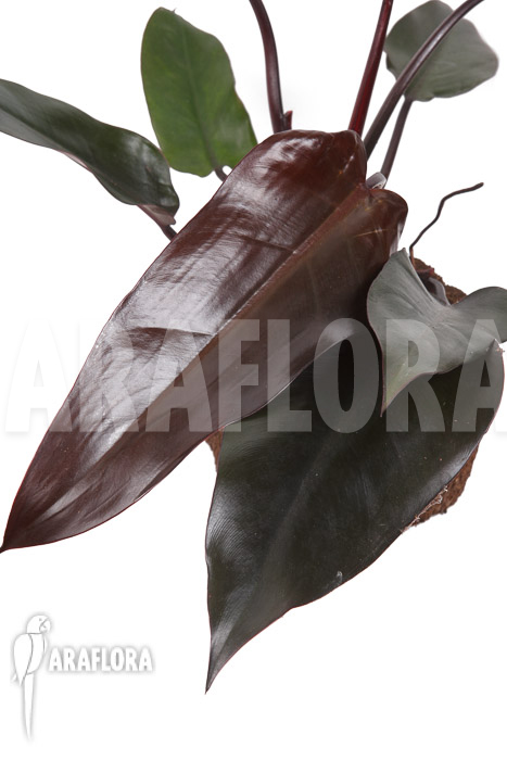 Philodendron &lsquo;Red Heart&rsquo;