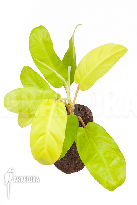 Philodendron Malay Gold &lsquo;M&rsquo;