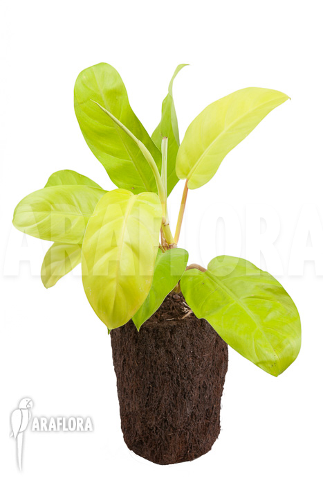 Philodendron Malay Gold &lsquo;M&rsquo;