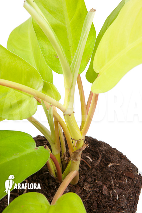 Philodendron Malay Gold &lsquo;M&rsquo;