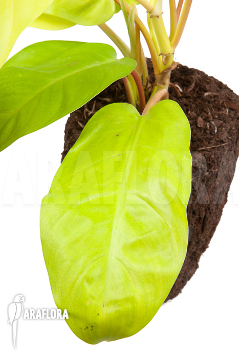 Philodendron Malay Gold &lsquo;M&rsquo;