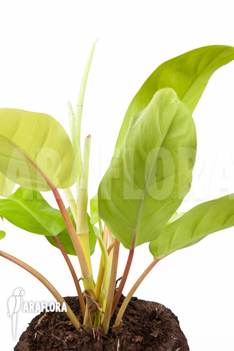 Philodendron Malay Gold &lsquo;M&rsquo;