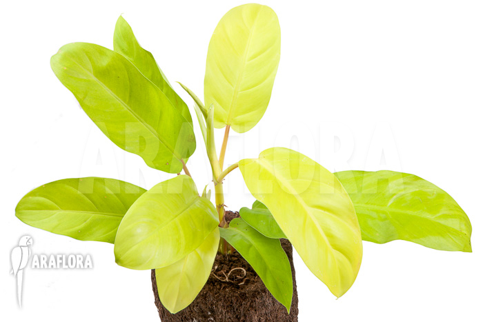 Philodendron Malay Gold &lsquo;M&rsquo;