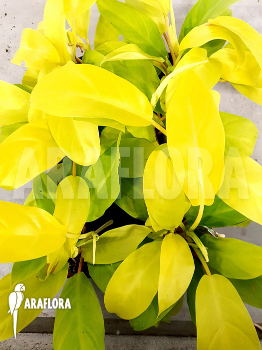 Philodendron Malay Gold &lsquo;Starter&rsquo;