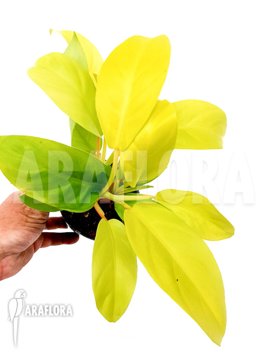 Philodendron Malay Gold &lsquo;Starter&rsquo;