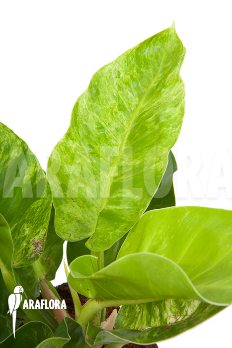 Philodendron &lsquo;Moonshine&rsquo; variegata P1