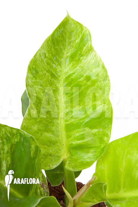 Philodendron-Moonshine-variegata-P1-3