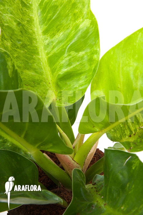 Philodendron-Moonshine-variegata-P1-4