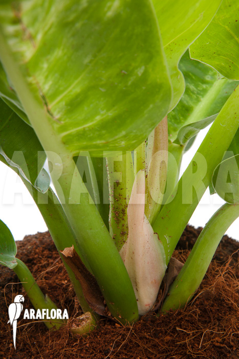 Philodendron-Moonshine-variegata-P1-5