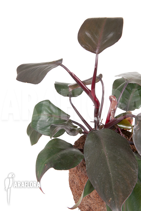 Philodendron &lsquo;New Red&rsquo;