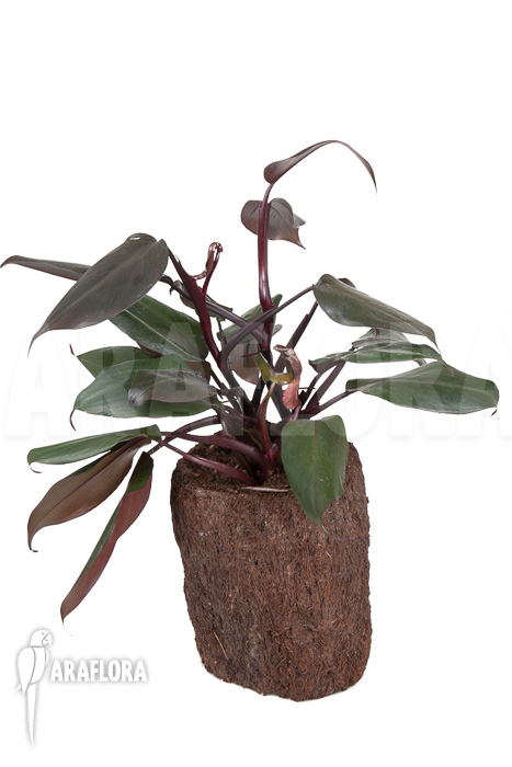 Philodendron &lsquo;New Red&rsquo;