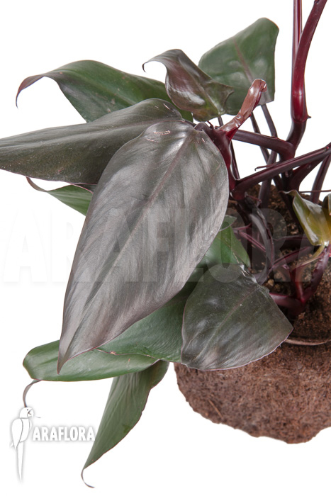 Philodendron &lsquo;New Red&rsquo;