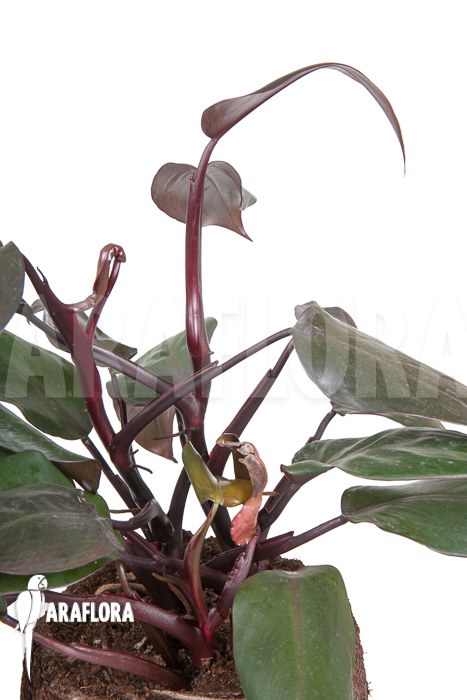 Philodendron &lsquo;New Red&rsquo;