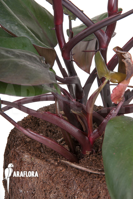 Philodendron &lsquo;New Red&rsquo;