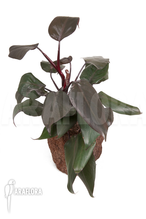 Philodendron &lsquo;New Red&rsquo;