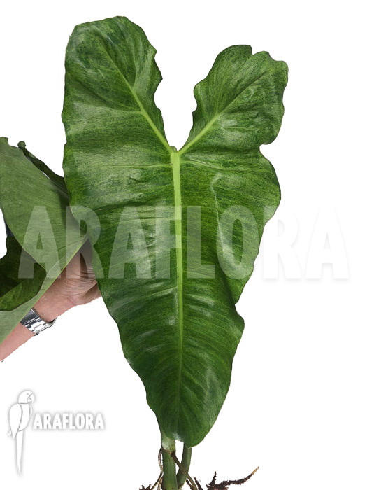 Philodendron Paraiso Verde starter