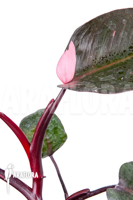 Philodendron Pink Princess