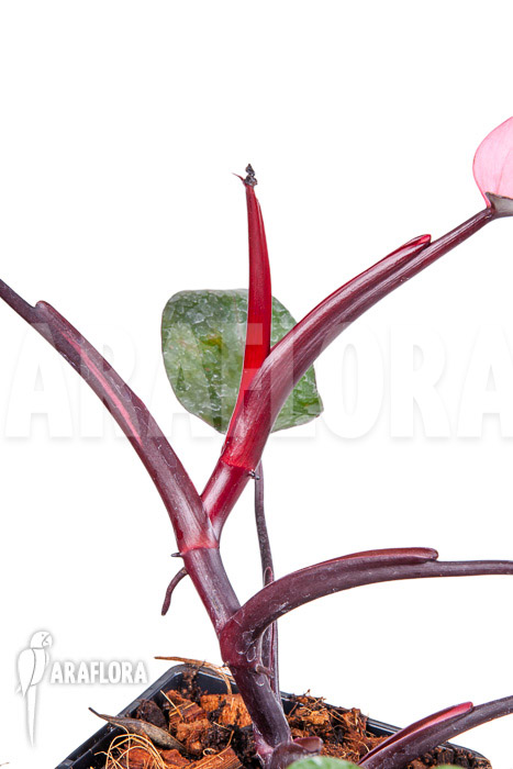 Philodendron Pink Princess