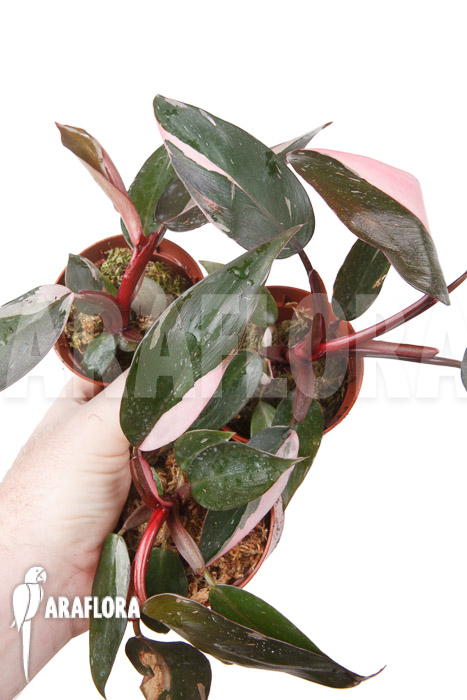 Philodendron Pink Princess “Starter”