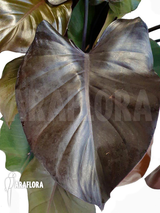 Philodendron &lsquo;Purple-Congo&rsquo;