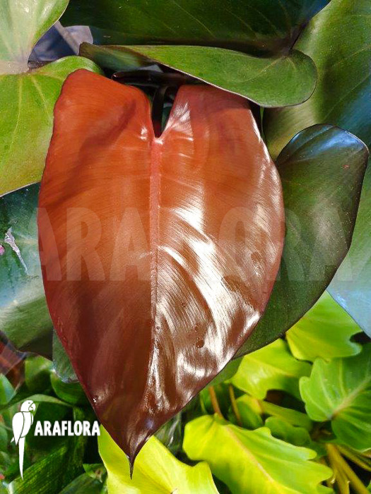 Philodendron &lsquo;Purple-Congo&rsquo;