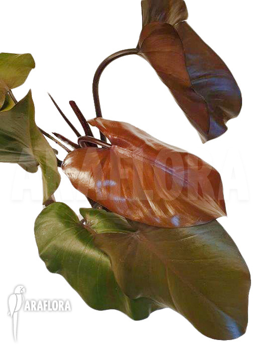Philodendron &lsquo;Purple-Congo&rsquo;