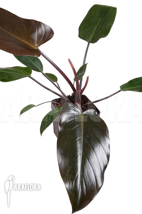 Philodendron x &lsquo;Red Congo&rsquo;